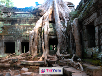 triyolo26-angkor-wat-templo-camboya